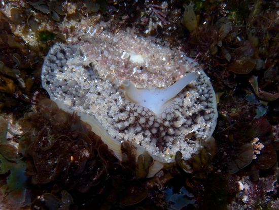  Umbraculum umbraculum (Umbrella Slug)